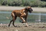 DOGUE ALLEMAND 133
